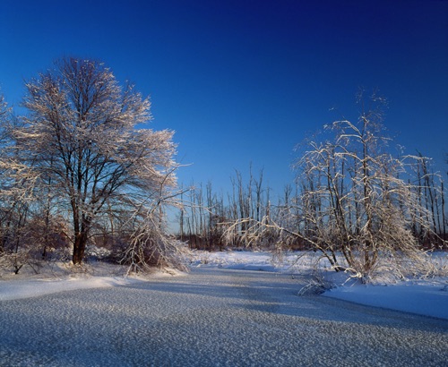 Winter Morning, Greta Swamp National Wildlife Refuge, NJ (MF).jpg